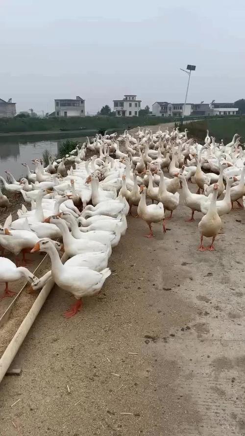 养殖什么品种鹅价格高-图3