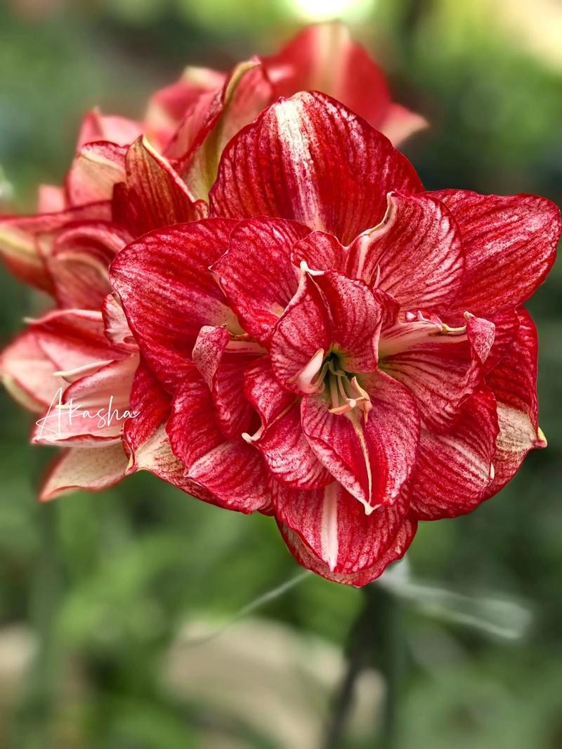 朱顶红哪个品种颜值最高？-图1