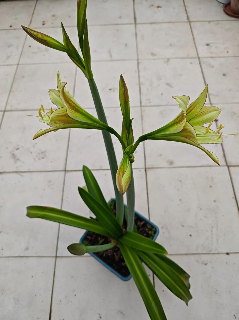 朱顶红哪个品种颜值最高？-图2