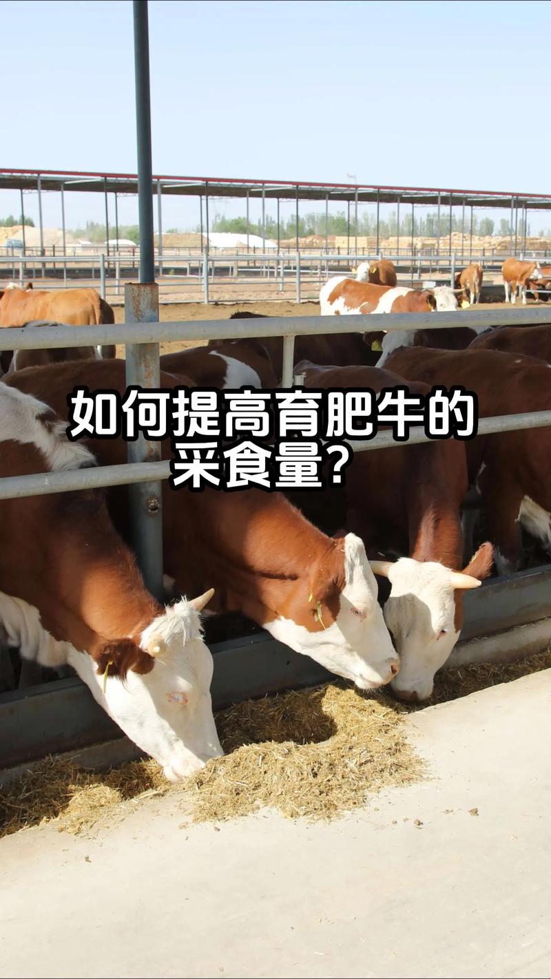 美国肉牛养殖技术视频有哪些关键要点？-图1