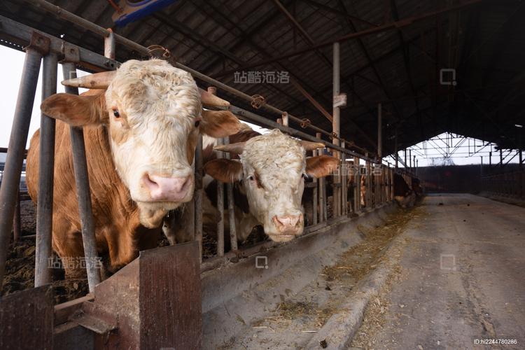 美国肉牛养殖技术视频有哪些关键要点？-图2