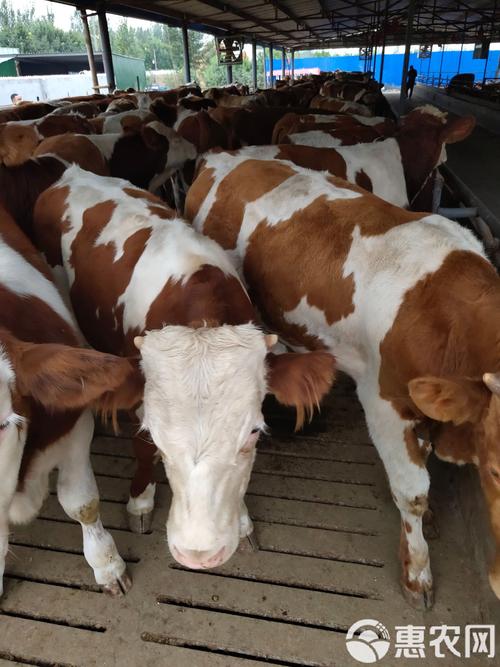 哪种牛品种生长速度最快？-图2