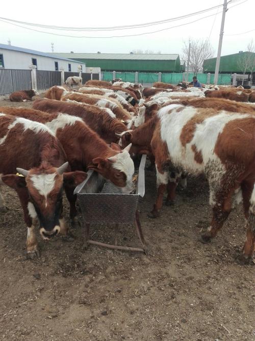 哪种牛品种生长速度最快？-图3