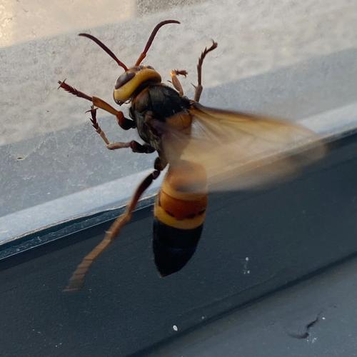 世界上最大的蜜蜂是哪个品种？-图1