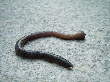 微型蚯蚓是什么品种？-图2