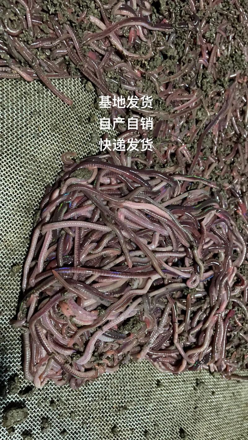 微型蚯蚓是什么品种？-图1