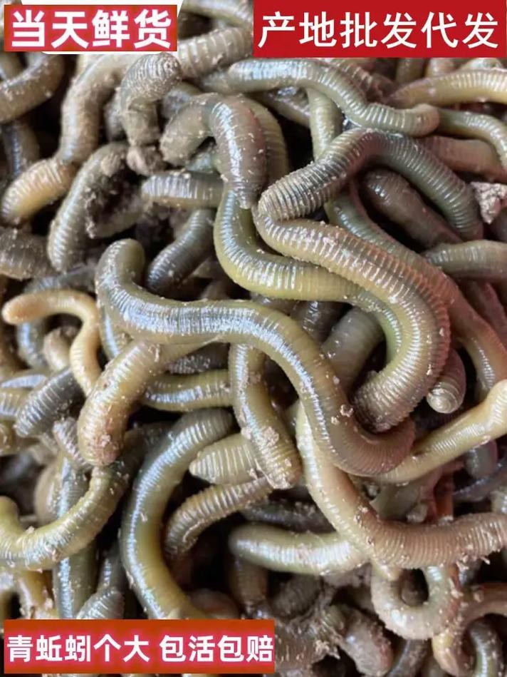 微型蚯蚓是什么品种？-图3