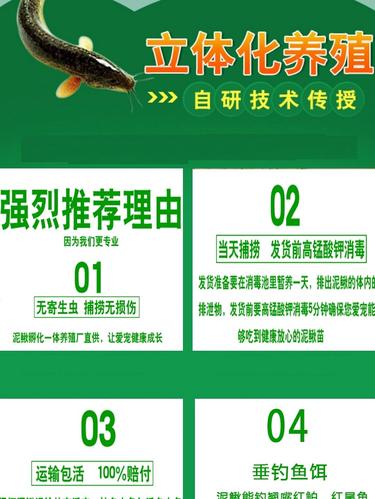 东北养殖台湾泥鳅技术-图1