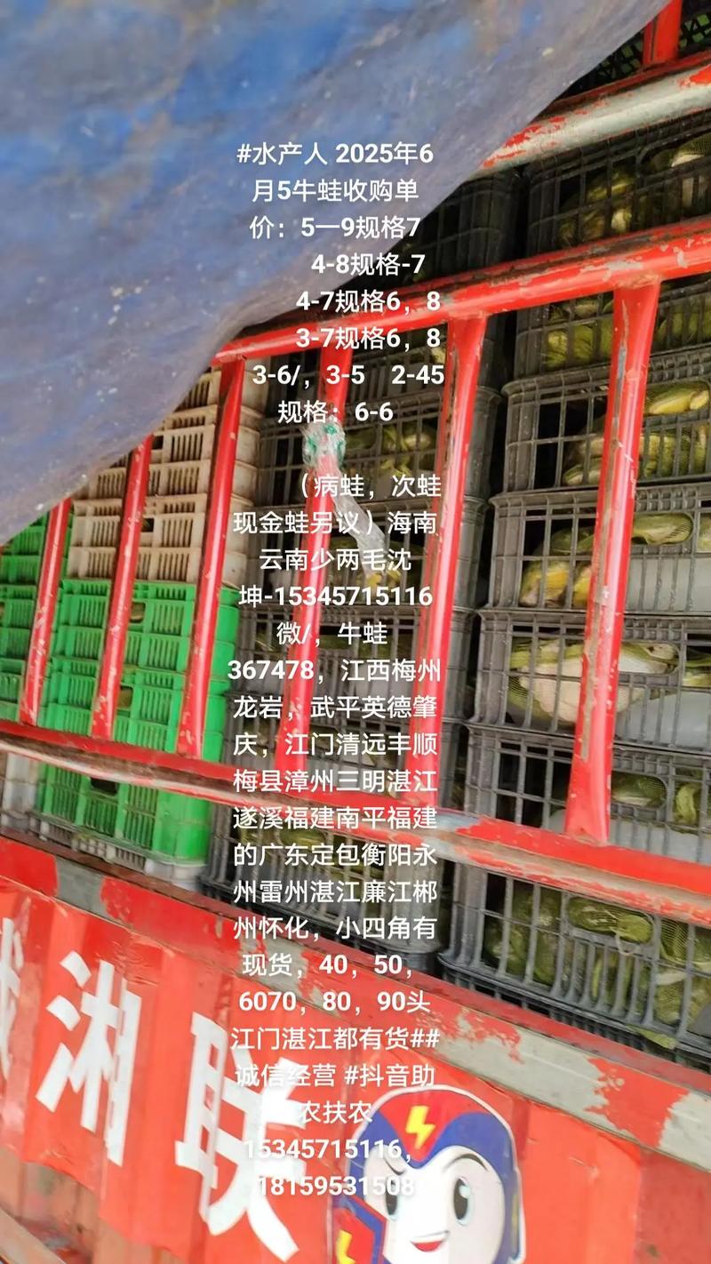 2025牛蛙价格行情会涨还是会跌？-图1