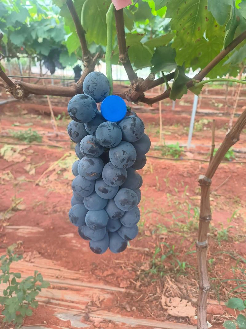 当前葡萄种植，什么品种最值得种？-图2