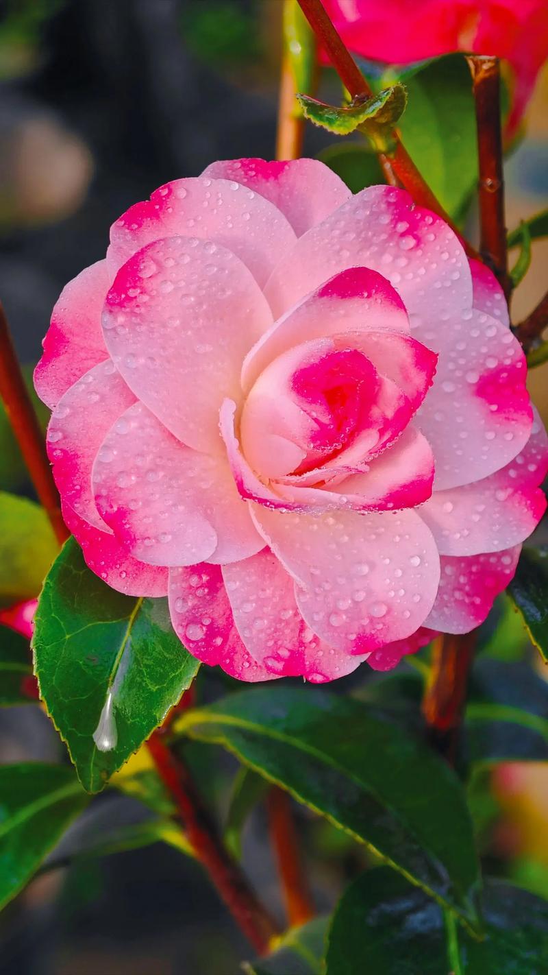 茶花哪个品种最好？-图2