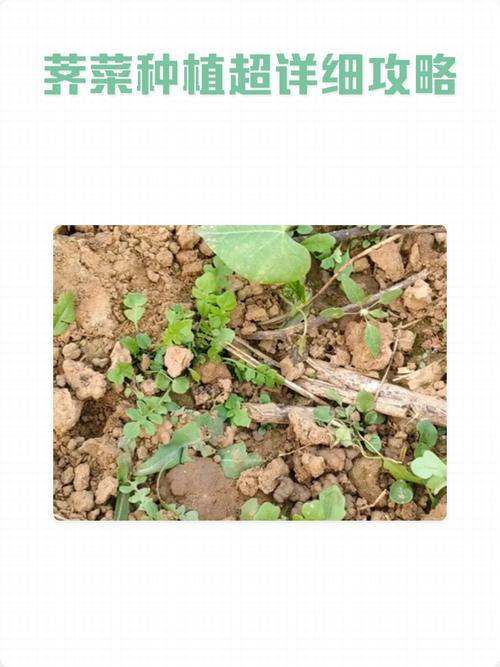 室内荠菜怎么种植技术-图1