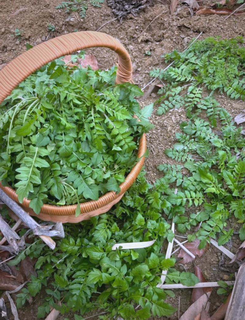 室内荠菜怎么种植技术-图3