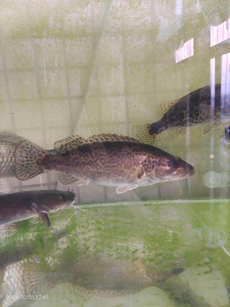 龙虾螃蟹鳜鱼混养，如何平衡生长与效益？-图2