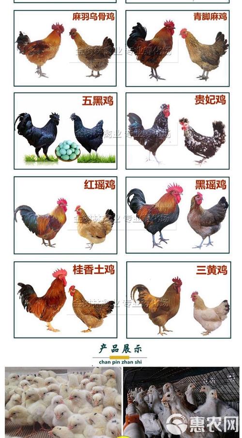 什么蛋鸡品种下蛋量最高？-图3