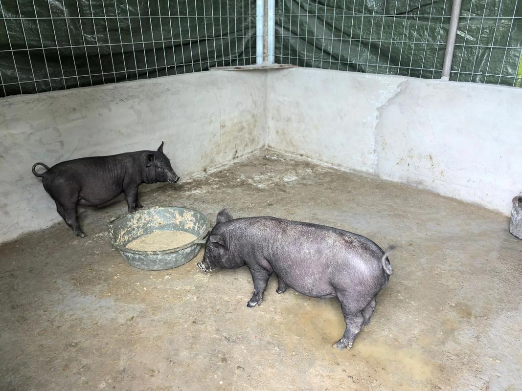 莆田黑猪哪里能买到正宗的？-图1