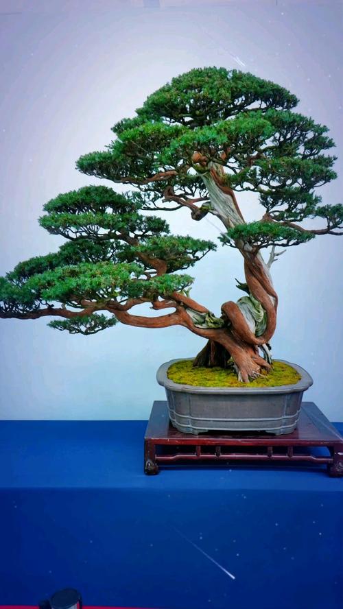 花木盆景常见品种有哪些？-图1