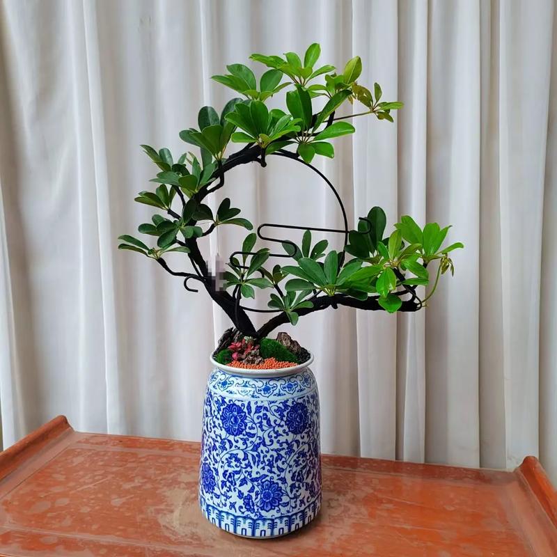 花木盆景常见品种有哪些？-图2