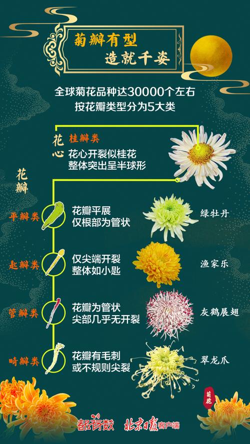 菊花品种有哪些？附图片看这里！-图3