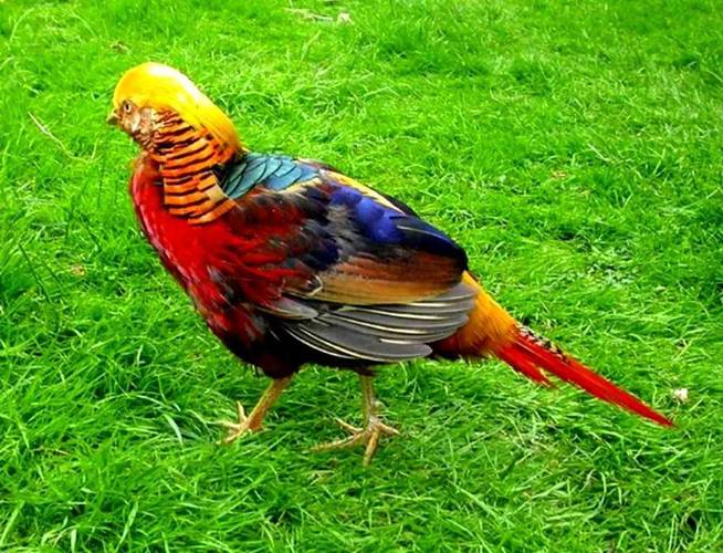 野鸡家养品种有哪些？-图2