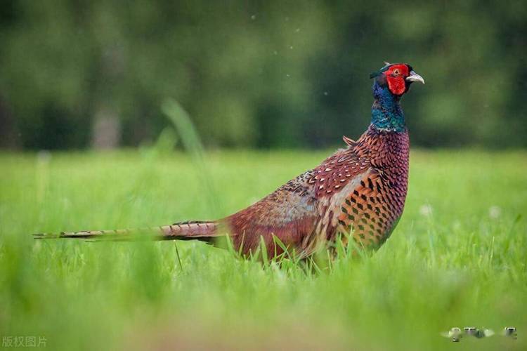 野鸡家养品种有哪些？-图3