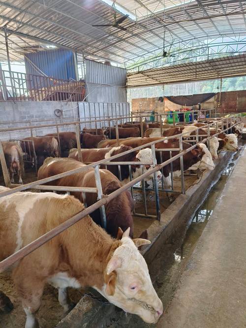 广西哪里能学靠谱养殖技术？-图1