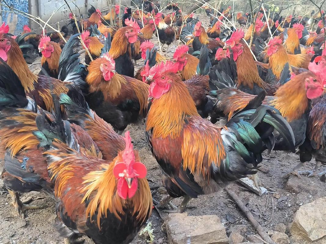 广西哪里能学靠谱养殖技术？-图2