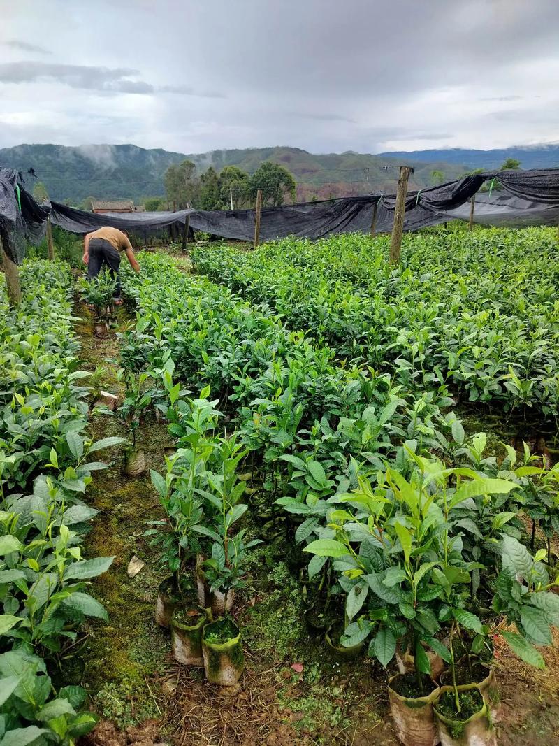 现在种植经济茶叶品种前景如何？-图2