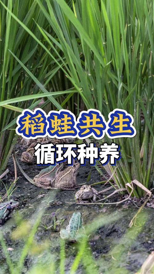 青蛙养殖技术要点有哪些？-图3