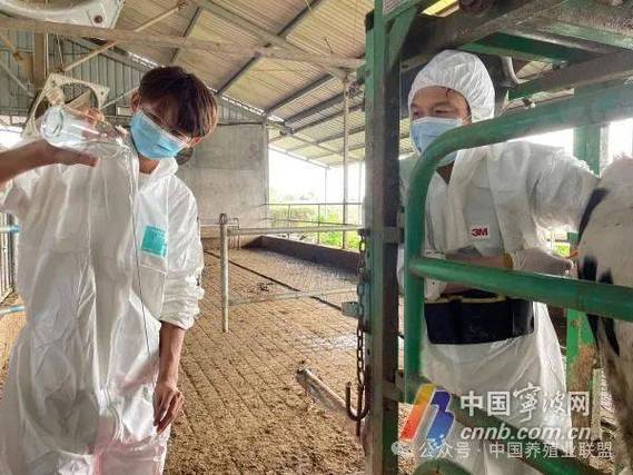 奶牛胚胎移植技术视频如何操作？-图1