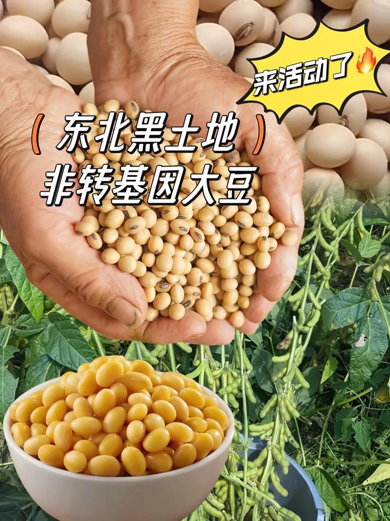 大豆哪个品种耐涝东北-图3