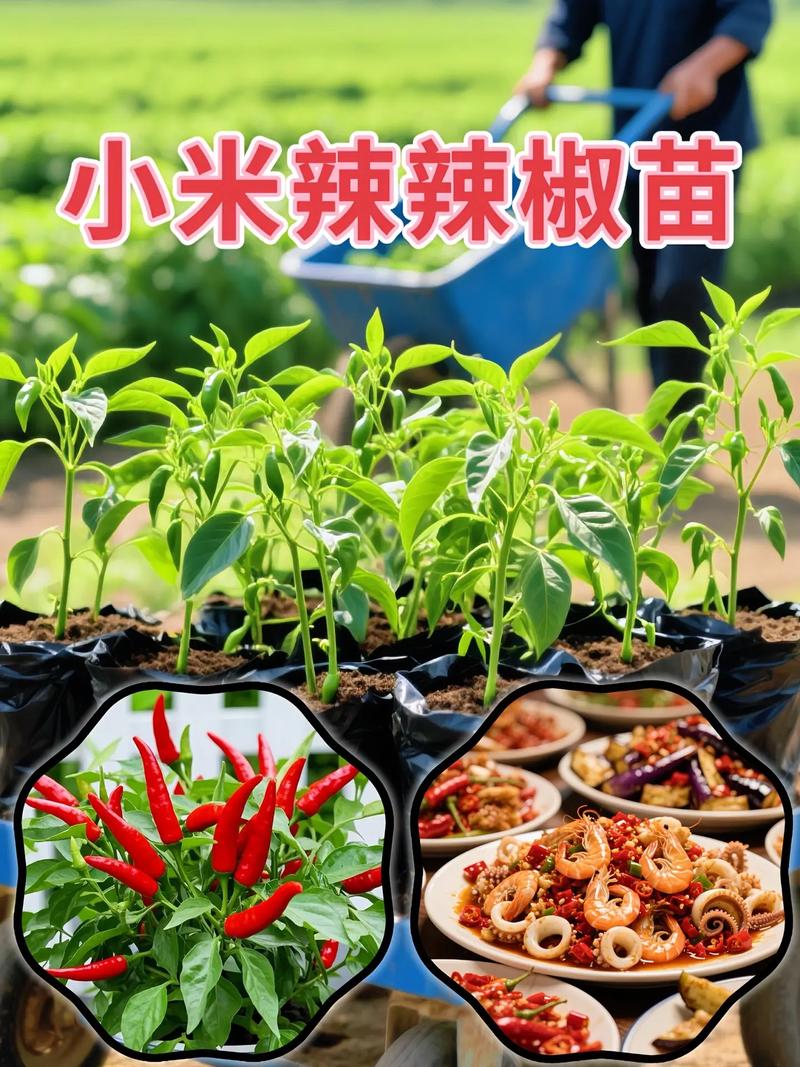 海南小米辣椒怎么种好？高产技术有哪些？-图2