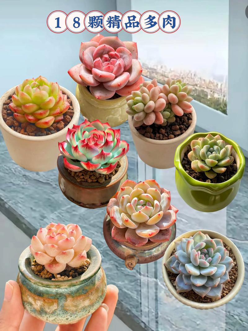 哪些多肉品种最值得投资？-图2