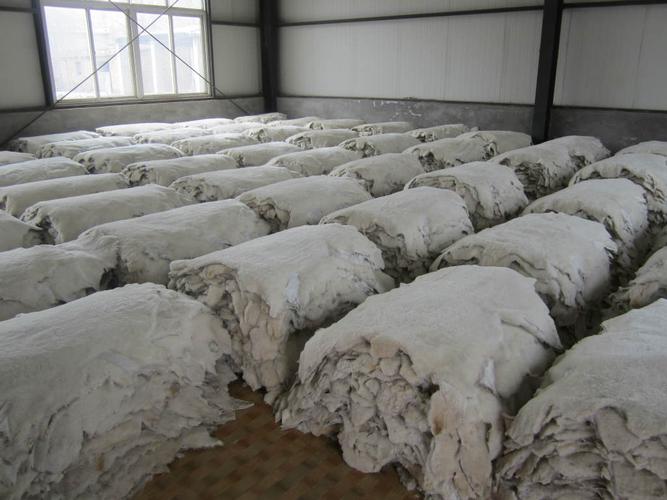 河北留史近期生皮价格怎么样？-图2