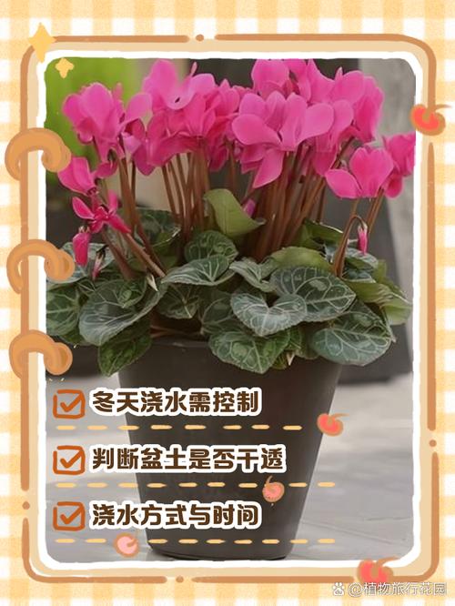 温室仙客来如何精细管理？-图1