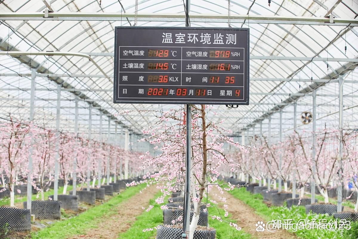 温室仙客来如何精细管理？-图2