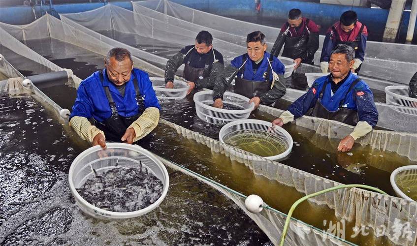 大鱼养殖技术视频有哪些关键要点？-图1