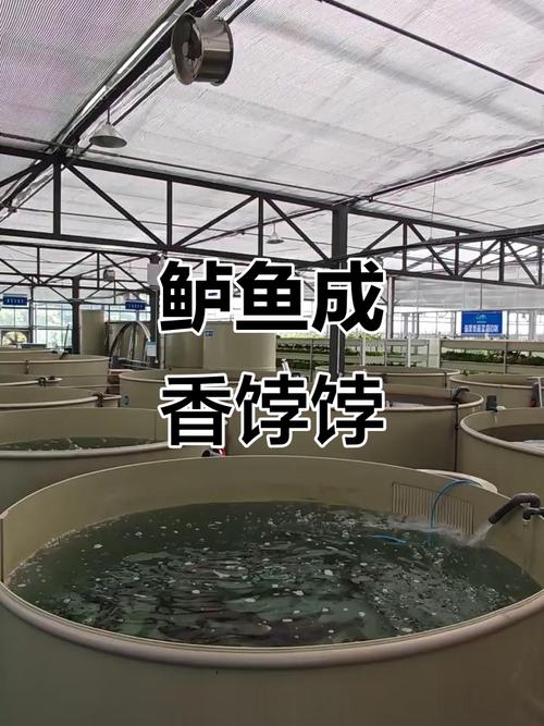 大鱼养殖技术视频有哪些关键要点？-图2