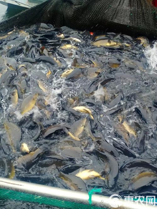 大鱼养殖技术视频有哪些关键要点？-图3