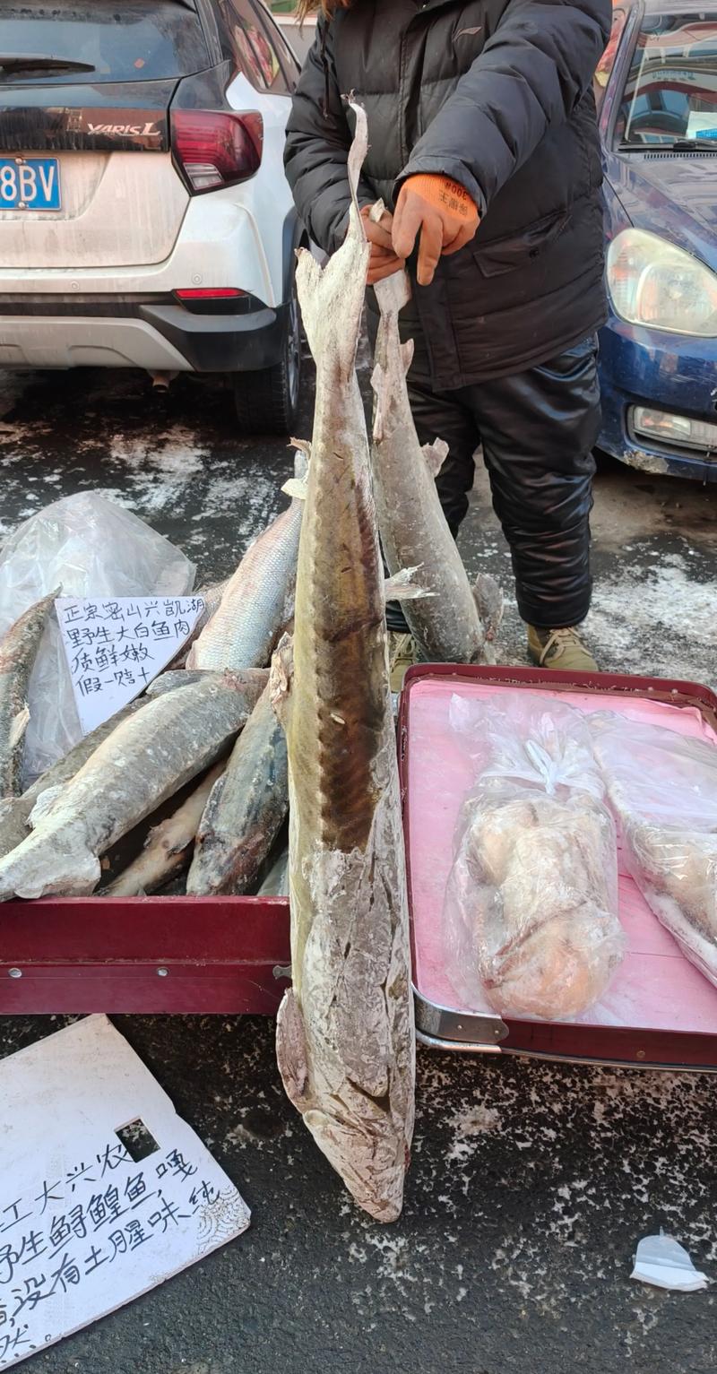 黄沙水产市场鲟鱼价格-图2