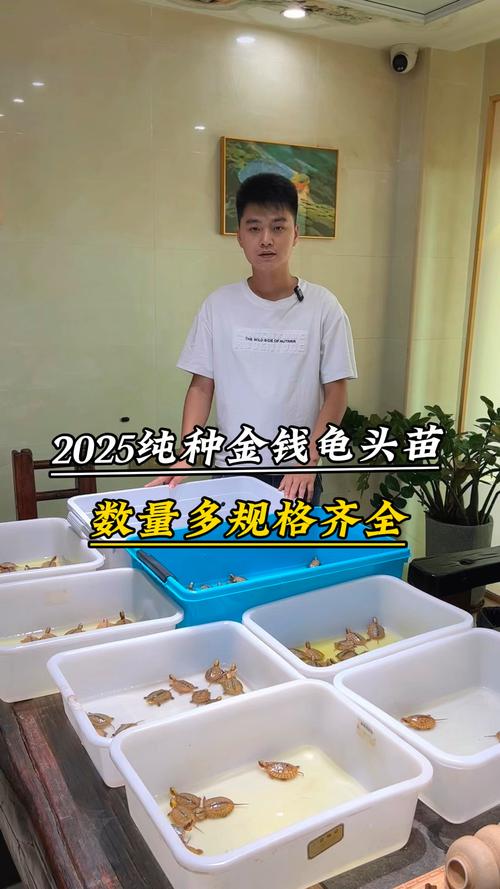 2025金钱龟苗价格多少钱一只？-图1