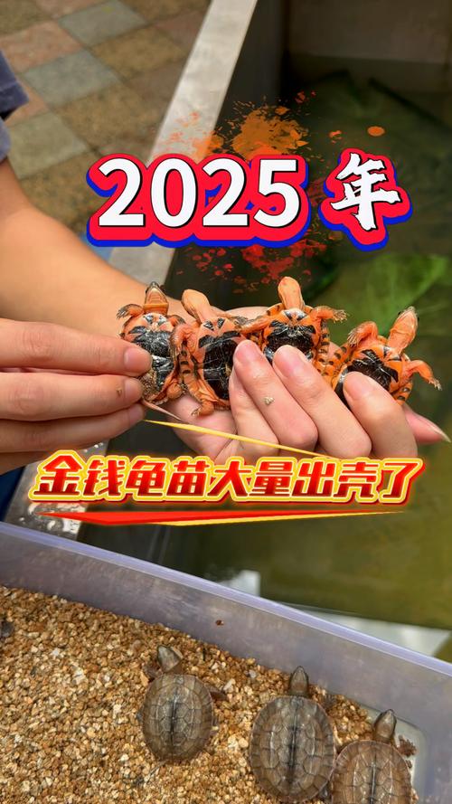 2025金钱龟苗价格多少钱一只？-图2