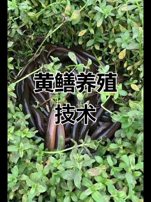 黄鳝台湾泥鳅养殖技术难点有哪些？-图2