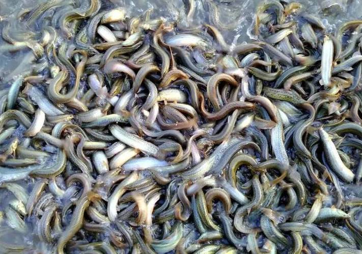 黄鳝台湾泥鳅养殖技术难点有哪些？-图3