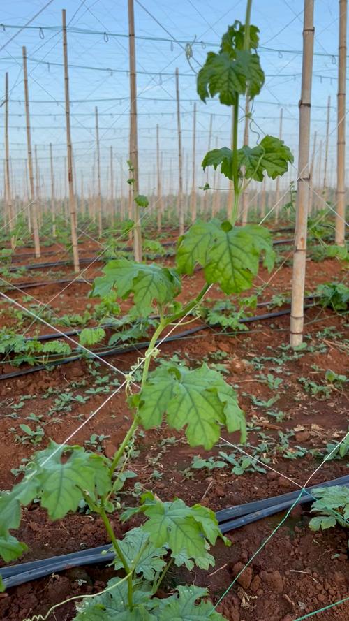 南方大棚苦瓜咋种植高产？-图2