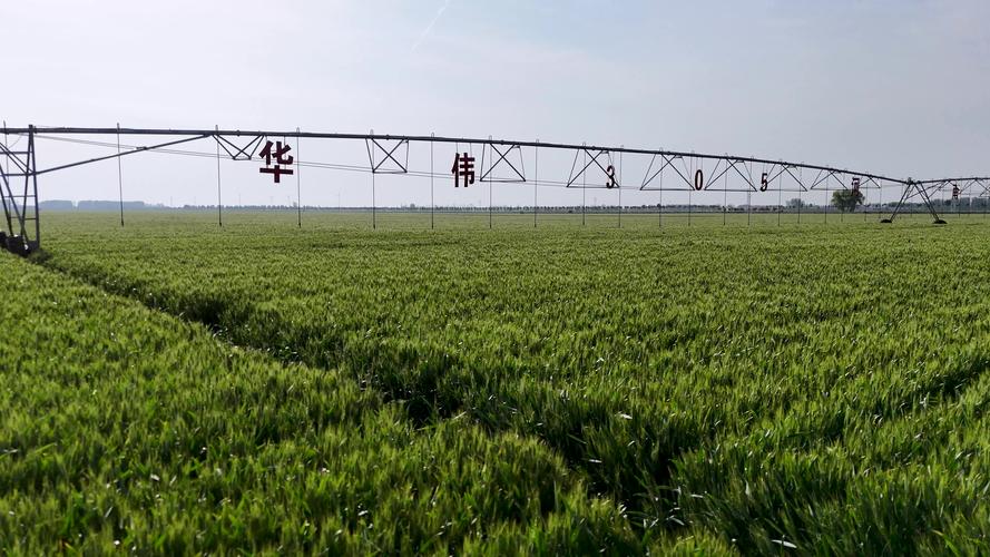 河南小麦后期管理有哪些关键技术？-图1