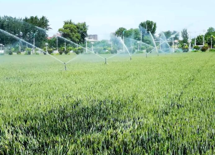 河南小麦后期管理有哪些关键技术？-图2