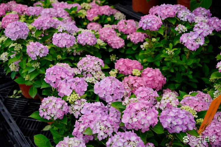 绣球叶子品种差异大吗？-图2