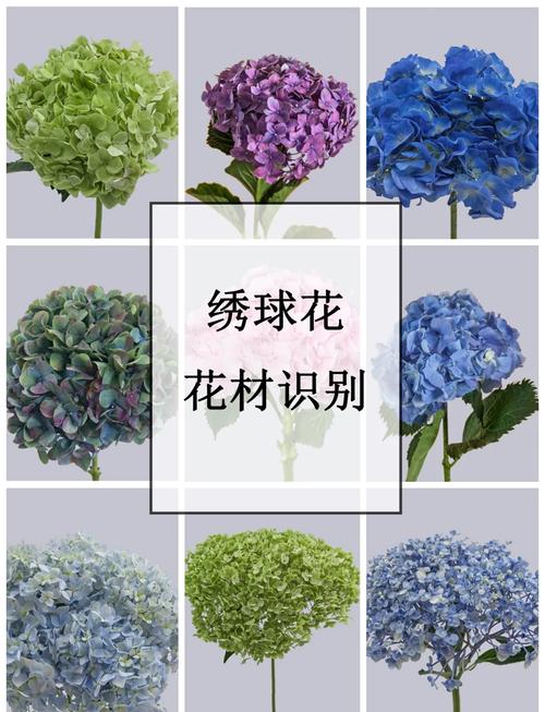 绣球叶子品种差异大吗？-图1