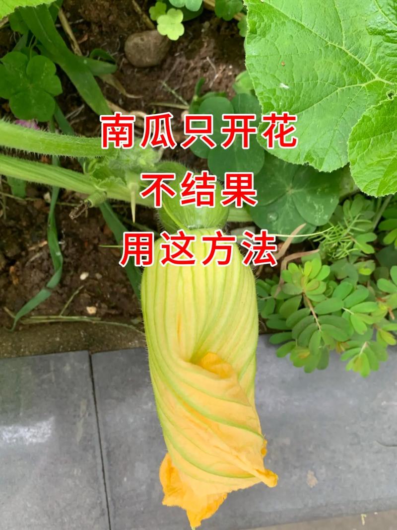 海南南瓜种植技术视频有哪些要点？-图1